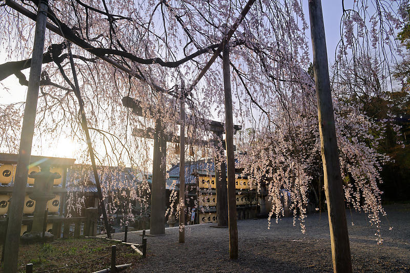 2021桜巡り 枝垂れ桜@大石神社_f0032011_19591237.jpg