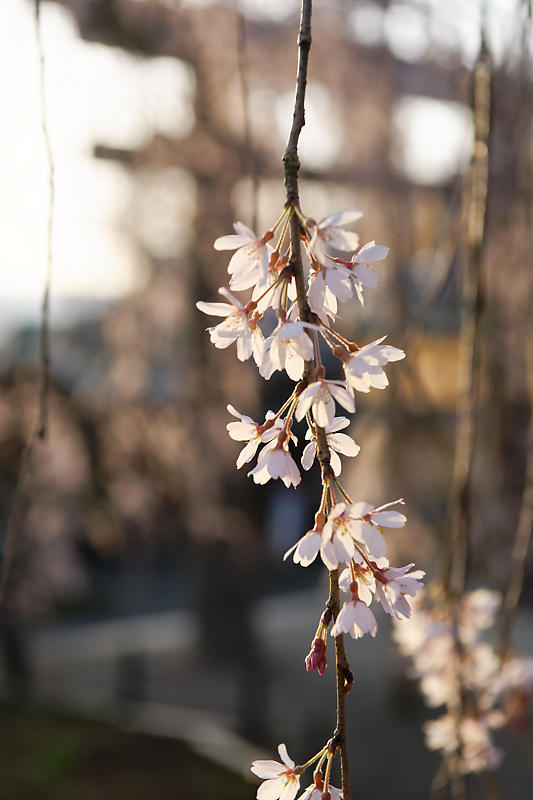 2021桜巡り 枝垂れ桜@大石神社_f0032011_19591247.jpg