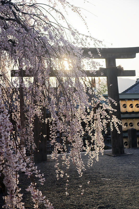 2021桜巡り 枝垂れ桜@大石神社_f0032011_19591257.jpg