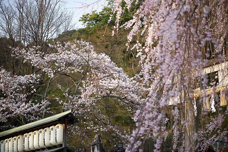 2021桜巡り 枝垂れ桜@大石神社_f0032011_19591264.jpg