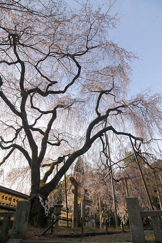 2021桜巡り 枝垂れ桜@大石神社_f0032011_19591361.jpg