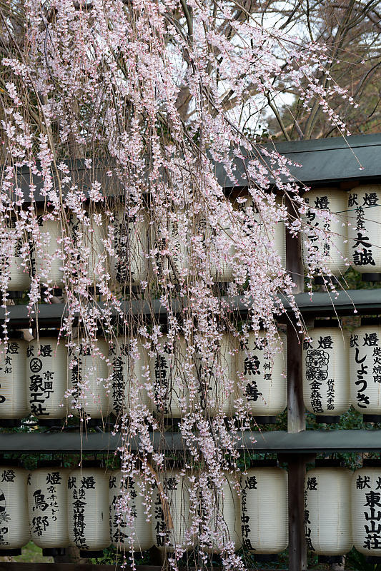 2021桜巡り 枝垂れ桜@大石神社_f0032011_20014726.jpg