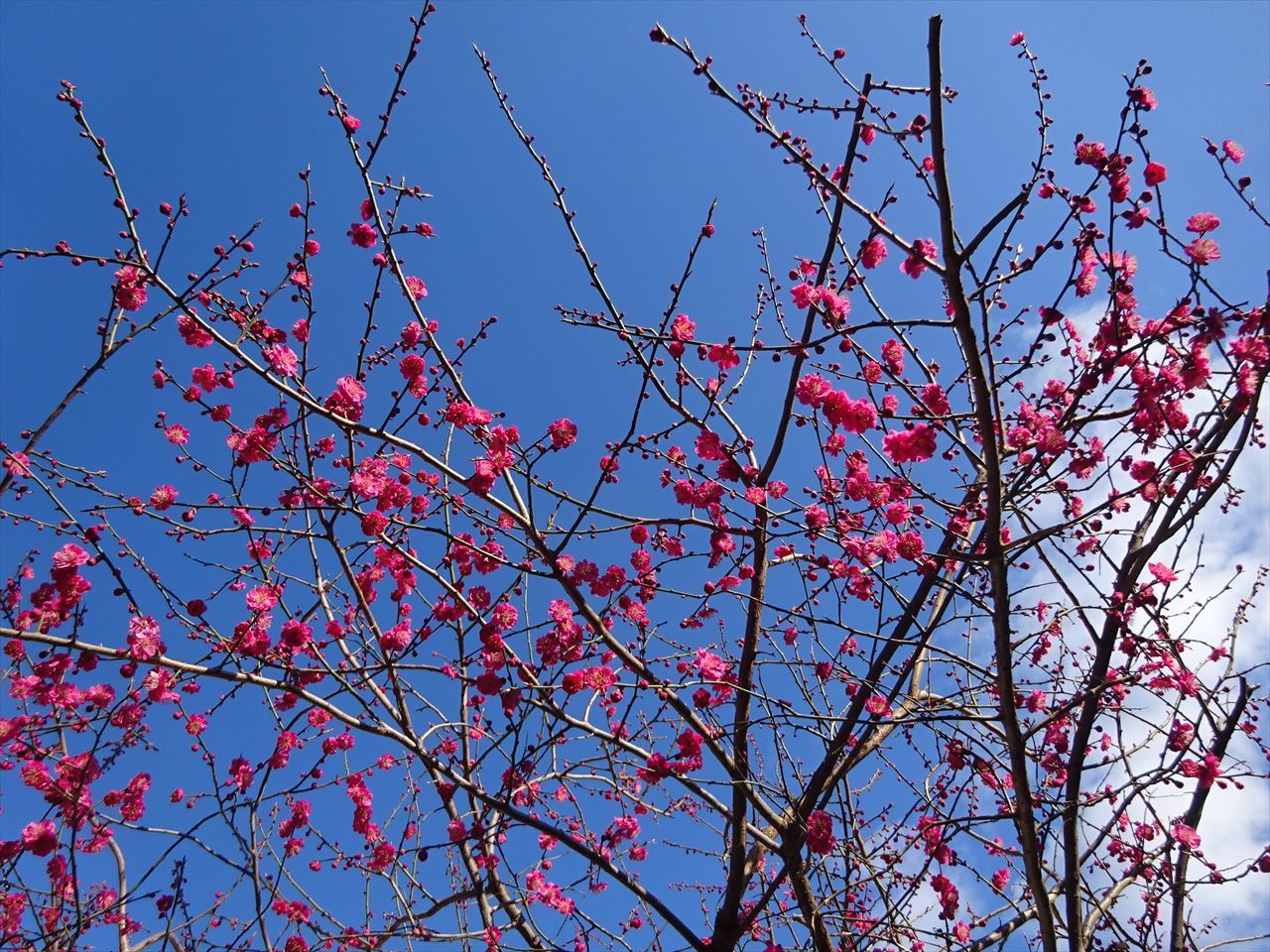 梅の開花も順調に進行中です。_f0105112_05075158.jpg