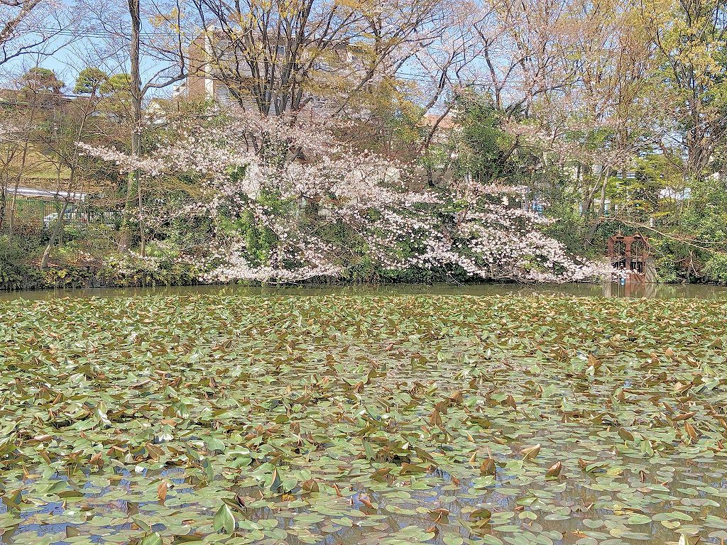 ある風景：Kikuna pond, Yokohama@Mar. 2021_d0393923_23043612.jpg