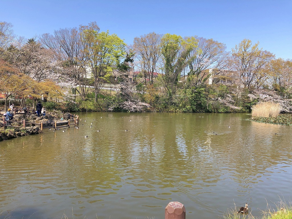 ある風景：Kikuna pond, Yokohama@Mar. 2021_d0393923_23043655.jpg