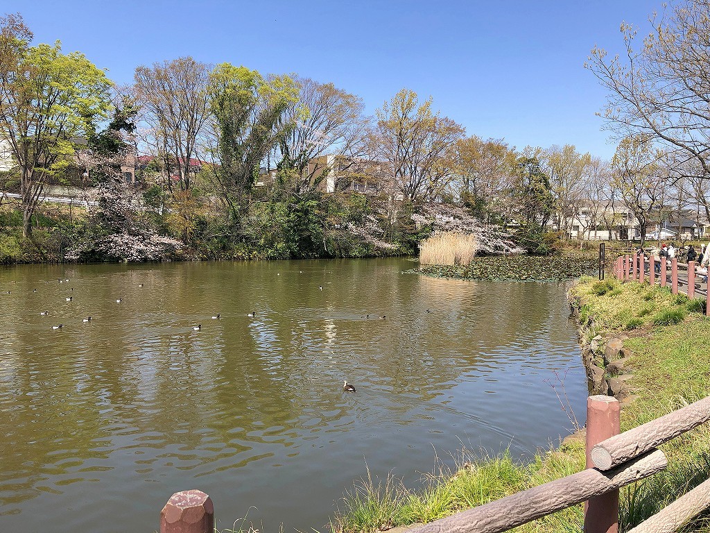ある風景:Kikuna pond, Yokohama@Mar. 2021_d0393923_23043666.jpg