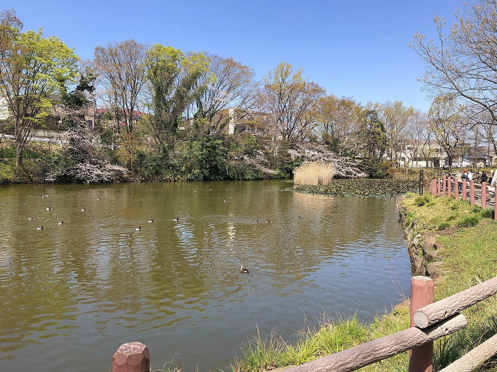 ある風景：Kikuna pond, Yokohama@Mar. 2021_d0393923_23043666.jpg