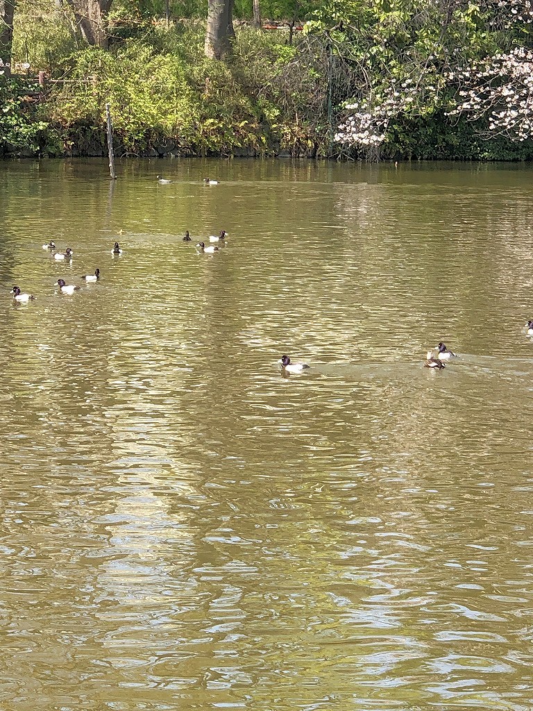 ある風景:Kikuna pond, Yokohama@Mar. 2021_d0393923_23043707.jpg