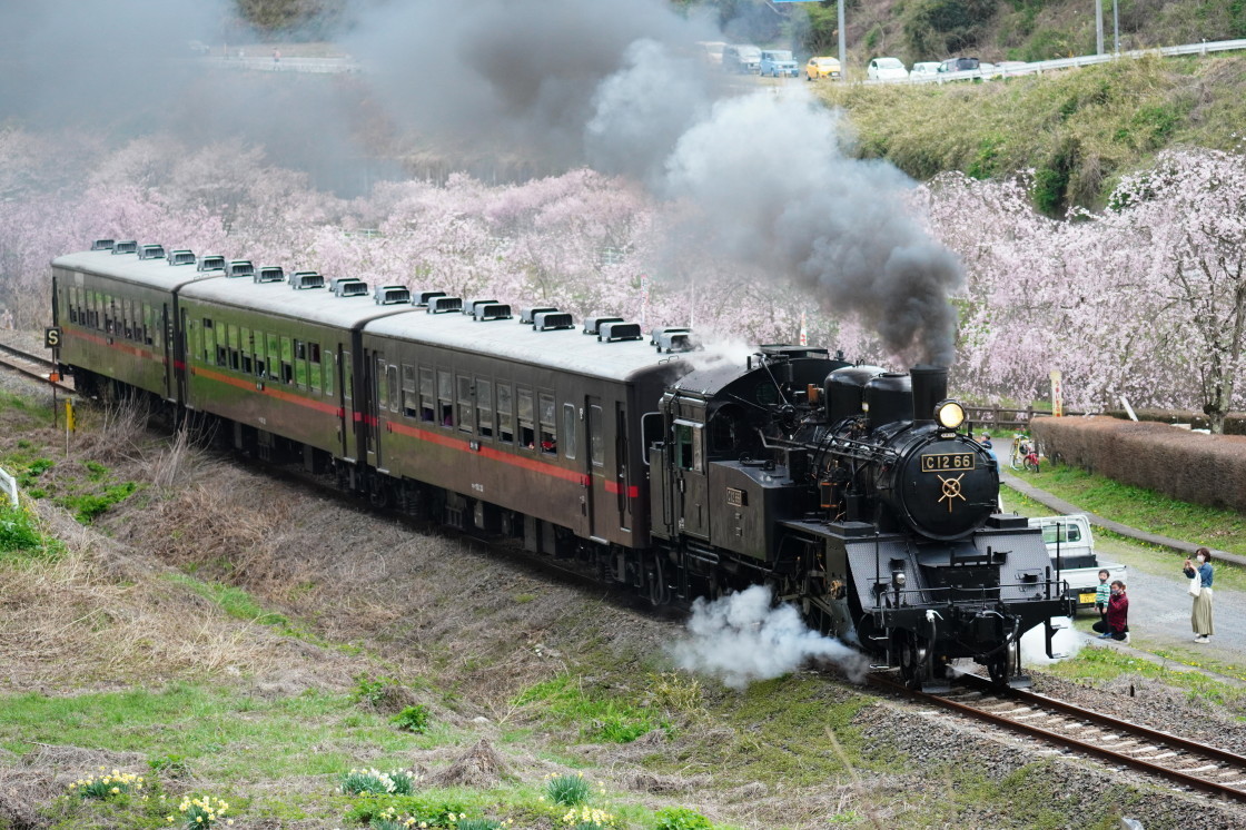 SLもおか号と満開の桜と菜の花畑ー2021年4月3日撮影記ー_a0385725_15503748.jpg