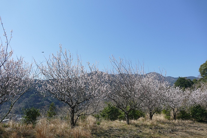 湯河原梅林から幕山へ　その10_c0196928_14490242.jpg