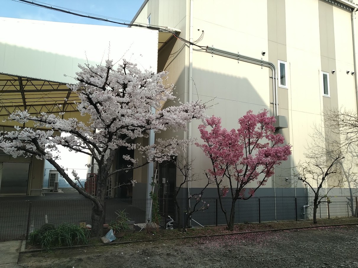 今年も桜が咲きました_e0045139_16351127.jpg