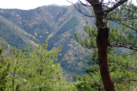 ヒカゲツツジのトンネルを歩こう『丹波　向山』_c0218841_15312917.jpg