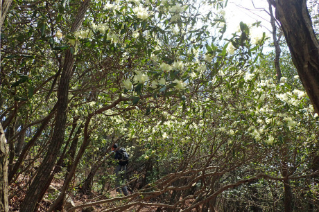 ヒカゲツツジのトンネルを歩こう『丹波　向山』_c0218841_15364338.jpg