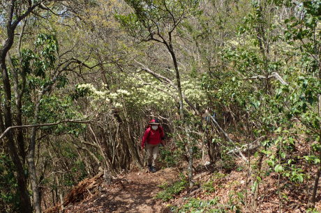 ヒカゲツツジのトンネルを歩こう『丹波　向山』_c0218841_15380678.jpg