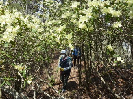 ヒカゲツツジのトンネルを歩こう『丹波　向山』_c0218841_15420722.jpg