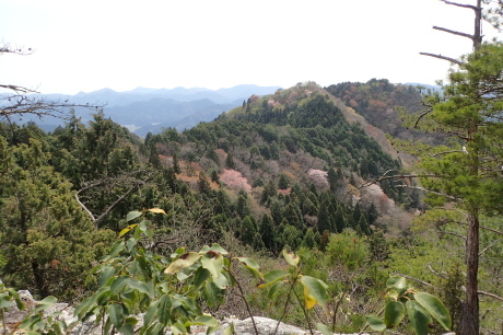 ヒカゲツツジのトンネルを歩こう『丹波 向山』_c0218841_15440516.jpg