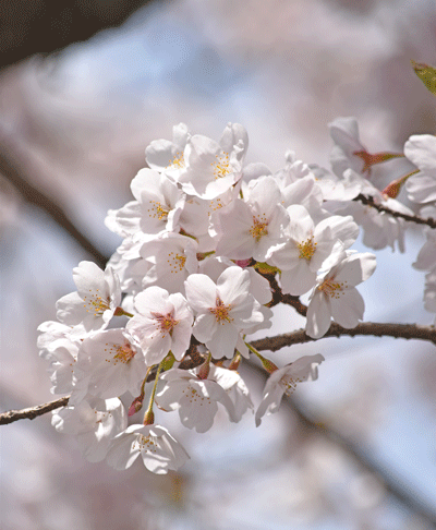 4月9日 渋川市総合公園のソメイヨシノ_a0001354_23384484.gif