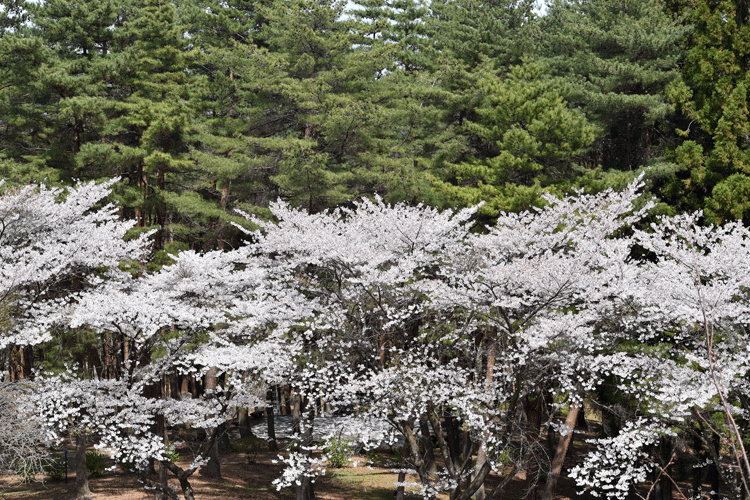 4月9日 渋川市総合公園のソメイヨシノ_a0001354_23392909.gif
