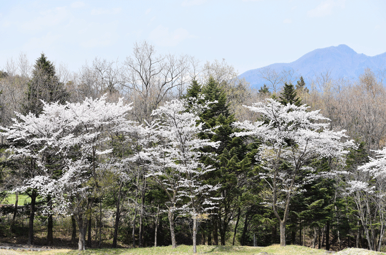 4月9日 渋川市総合公園のソメイヨシノ_a0001354_23394025.gif
