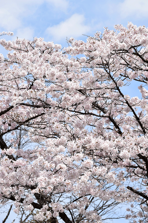 4月9日 渋川市総合公園のソメイヨシノ_a0001354_23533100.gif