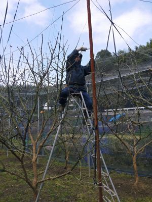 太秋柿 令和3年の収穫へ向け、元気な新芽が芽吹いていました!_a0254656_17263856.jpg