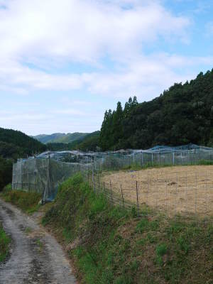 太秋柿 令和3年の収穫へ向け、元気な新芽が芽吹いていました!_a0254656_17392937.jpg