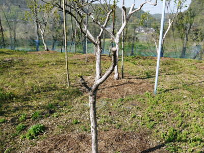 太秋柿 令和3年の収穫へ向け、元気な新芽が芽吹いていました!_a0254656_17484164.jpg
