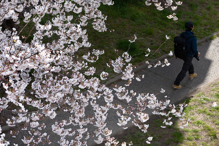 濠川散策　-桜-_e0344066_22171089.jpg