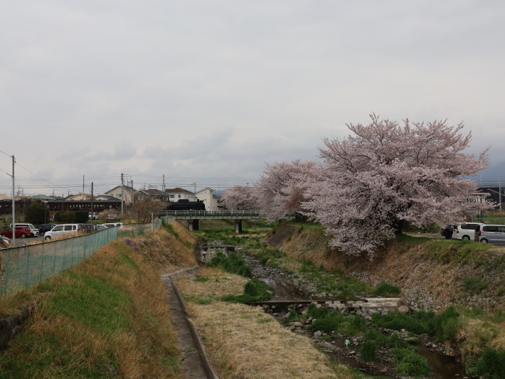上越線SL ~桜と~ (2021/4/3撮影)_b0369971_13310813.jpg