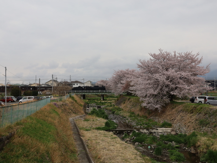 上越線SL ~桜と~ (2021/4/3撮影)_b0369971_13312110.jpg