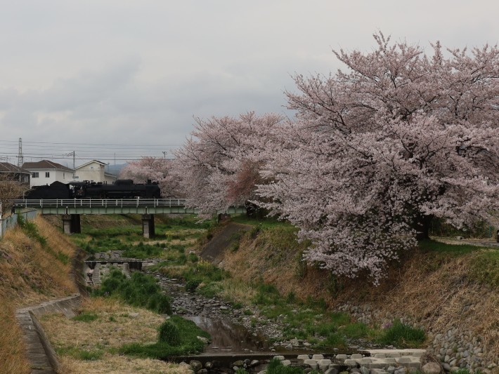 上越線SL ~桜と~ (2021/4/3撮影)_b0369971_13313278.jpg