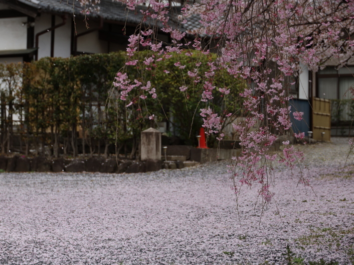 桜だより(21) ～花吹雪 花筵 花筏～ (2021/4/5&6撮影)_b0369971_14391592.jpg