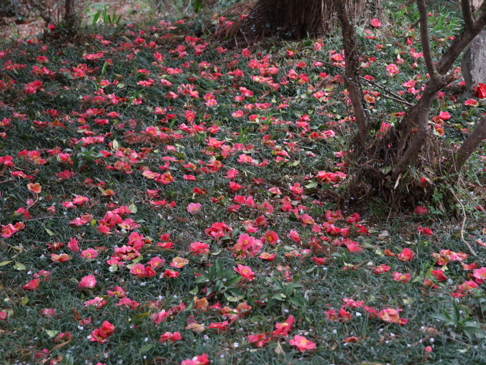 近在で撮った花たち (2021/4/3 5 8 撮影)_b0369971_17285830.jpg