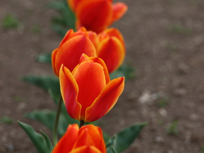 近在で撮った花たち (2021/4/3 5 8 撮影)_b0369971_17334894.jpg
