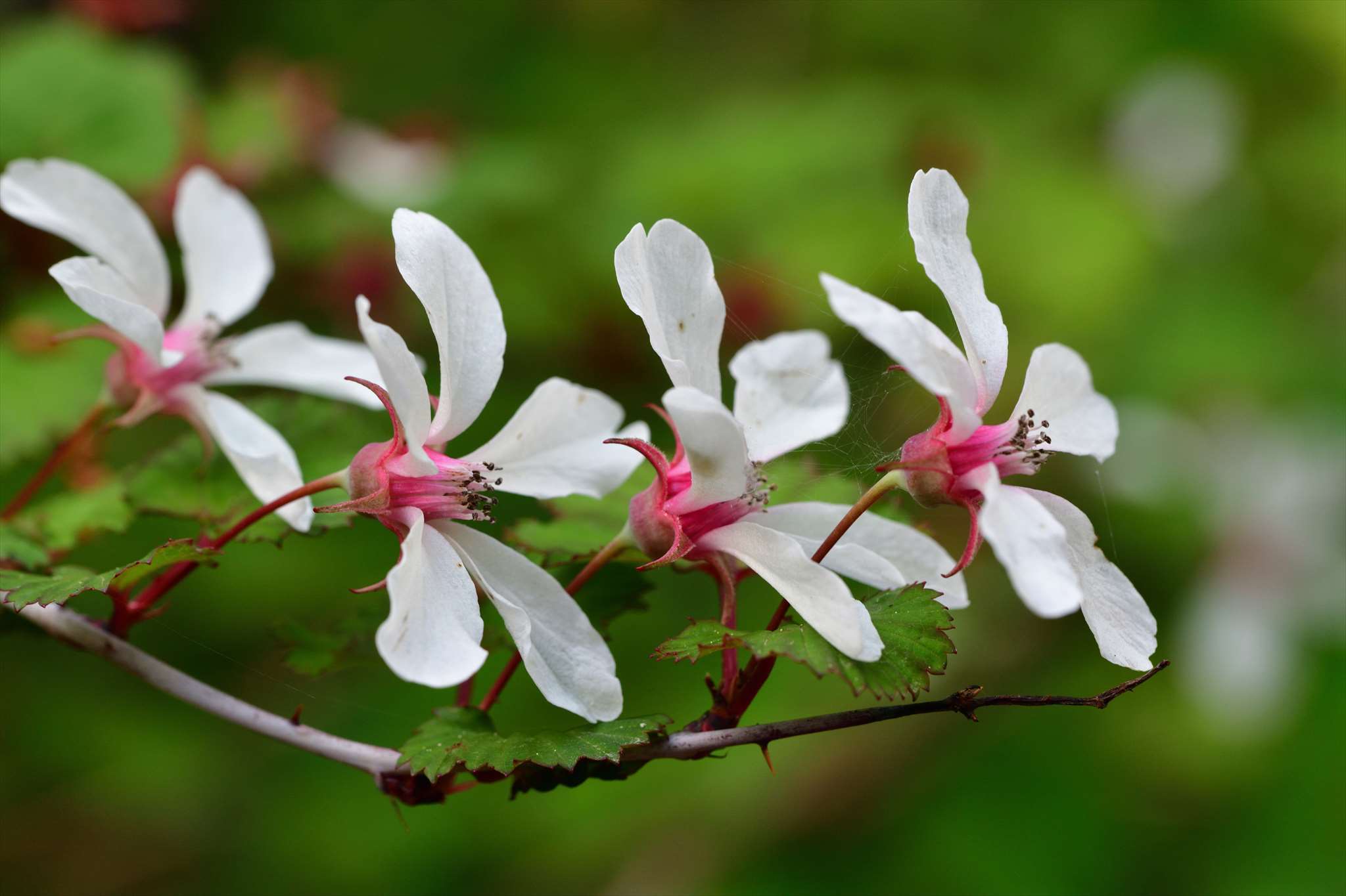 青梅周辺の花やカモシカ オトコヨウゾメ マルバアオダモ すみれなど 野の花山の花ウォッチング In 奥多摩