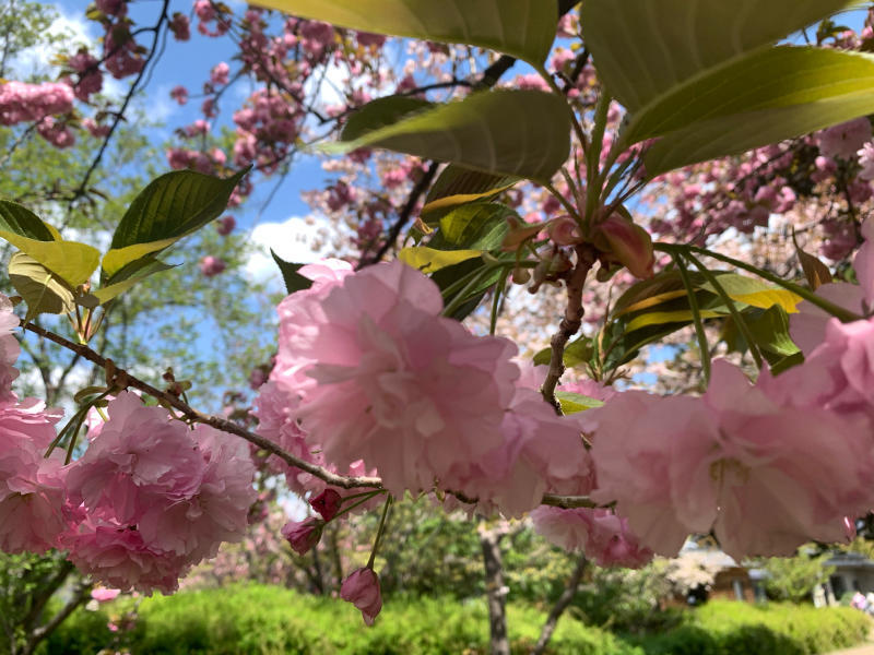パリにあった里桜 関山 心のままに