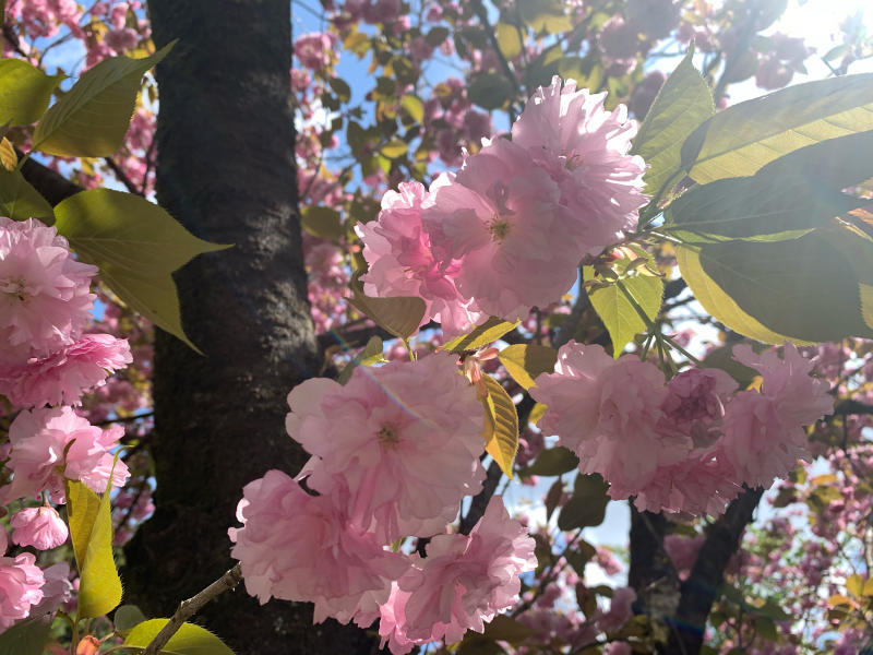 パリにあった里桜 関山 心のままに