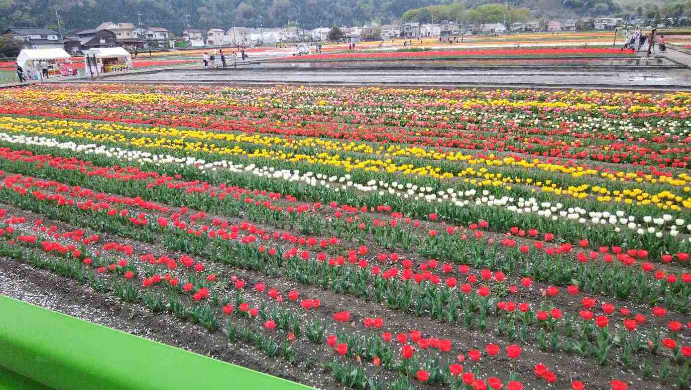 4月6日 羽村市チューリップ公園_c0013698_13060494.jpg