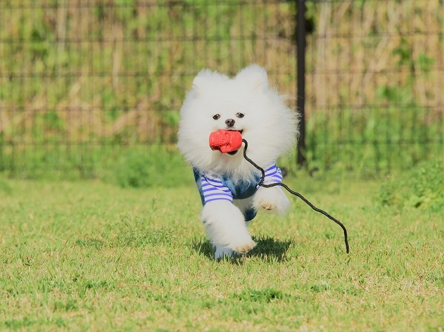 メイメイの家族記念日です_d0360206_20341534.jpg