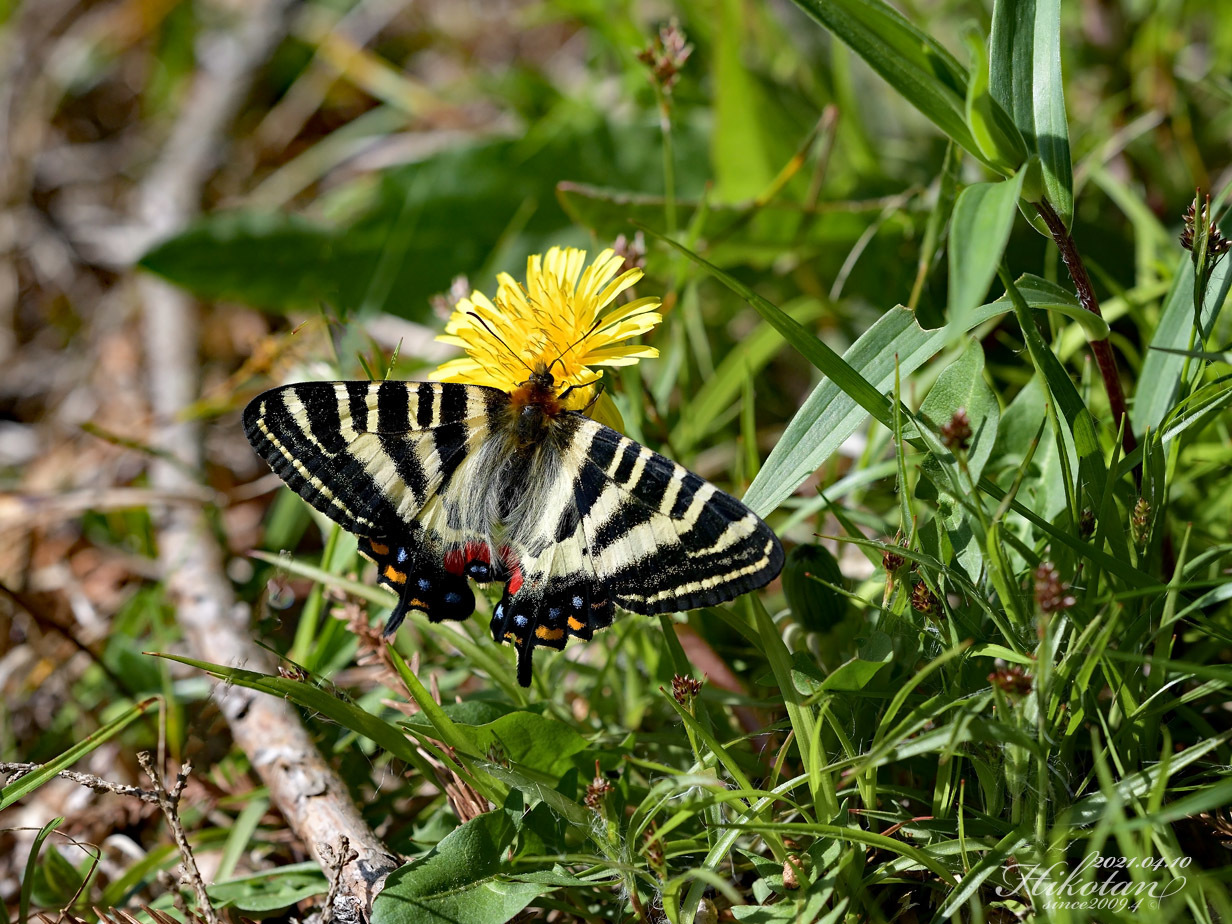 タンポポでギフチョウが吸蜜!!　チョウrare!_a0247511_23005539.jpg