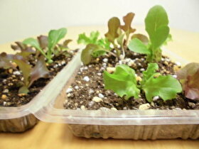 ダイソーさんの種まきっこ 経過報告です Natural Gardening