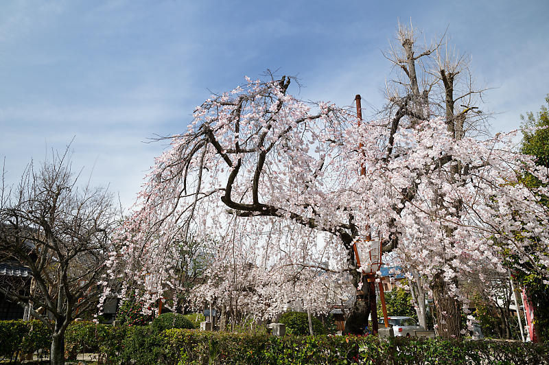 2021桜巡り 枝垂れ桜@長建寺_f0032011_19251216.jpg