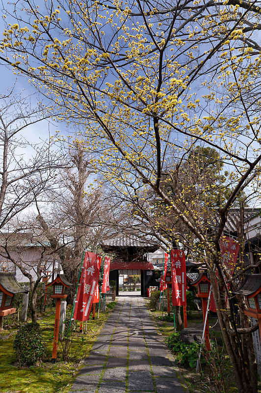 2021桜巡り 枝垂れ桜@長建寺_f0032011_19251261.jpg