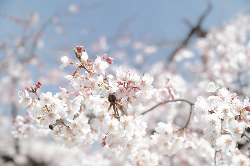 2021桜巡り 枝垂れ桜@長建寺_f0032011_19251316.jpg