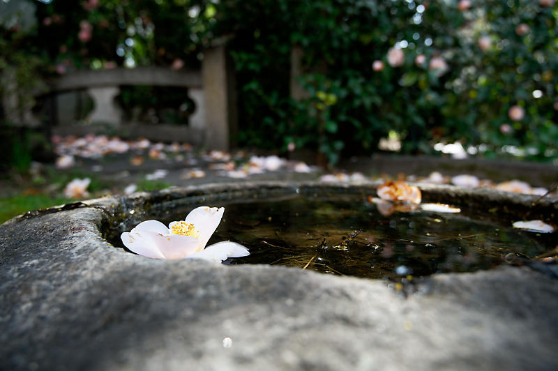 2021桜巡り 枝垂れ桜@長建寺_f0032011_19251319.jpg