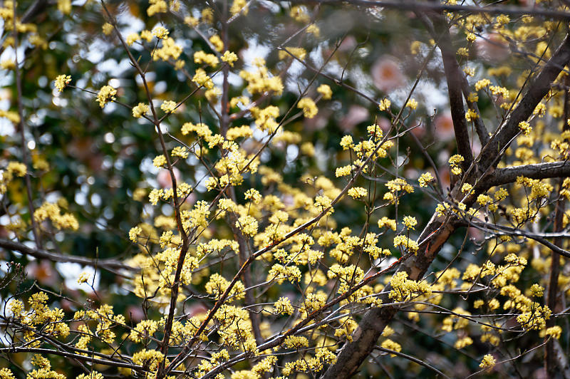 2021桜巡り 枝垂れ桜@長建寺_f0032011_19251349.jpg