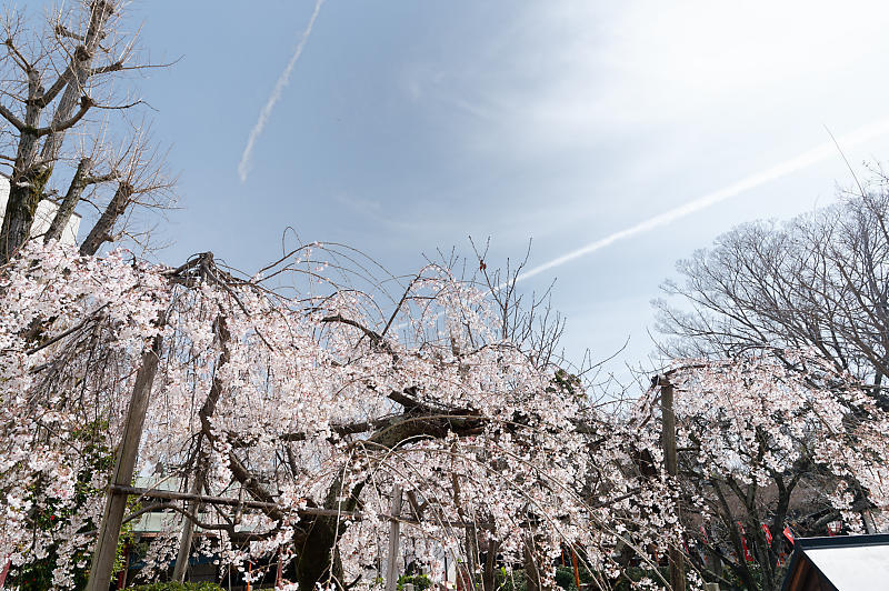 2021桜巡り 枝垂れ桜@長建寺_f0032011_19251359.jpg