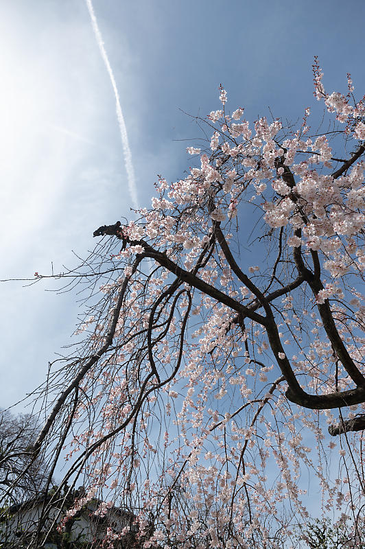 2021桜巡り 枝垂れ桜@長建寺_f0032011_19251373.jpg