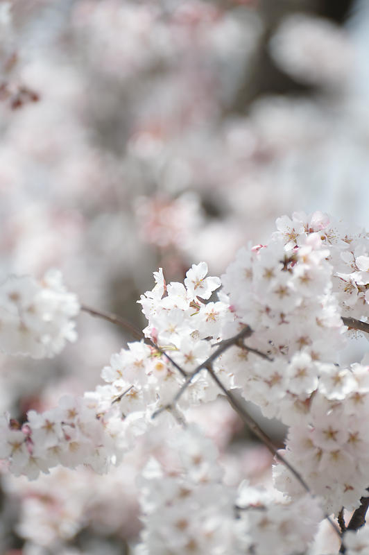 2021桜巡り 枝垂れ桜@長建寺_f0032011_19251402.jpg