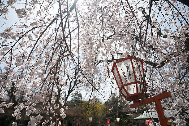 2021桜巡り 枝垂れ桜@長建寺_f0032011_19263848.jpg